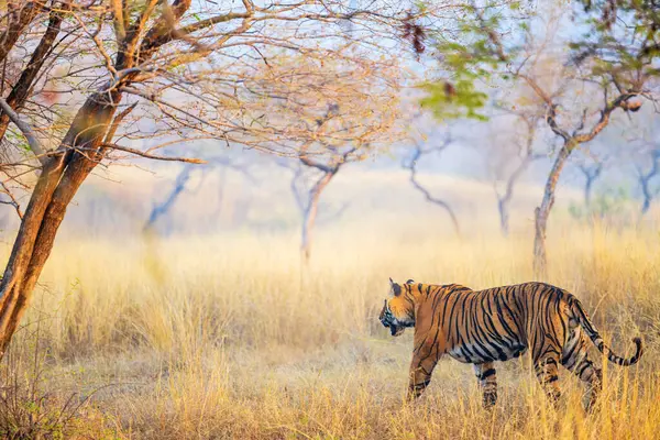 Férfi Királyi Bengáli Tigris Járőrözik Területén Ranthambore Nemzeti Park Indiában Jogdíjmentes Stock Képek