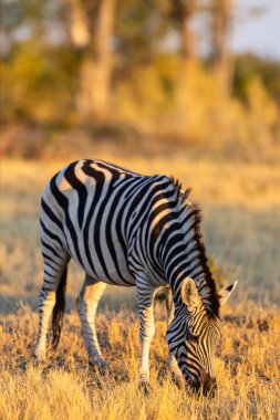 Altın ışıkta otlayan zebra.