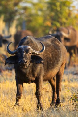 A close-up of an African buffalo standing in the golden grasslands of Botswana, displaying its prominent curved horns and intense gaze with other buffaloes in the background. clipart