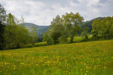 Gorce dağlarında bahar, Polonya