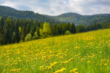Gorce dağlarında bahar, Polonya