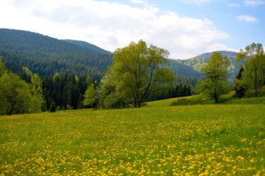 Gorce dağlarında bahar, Polonya