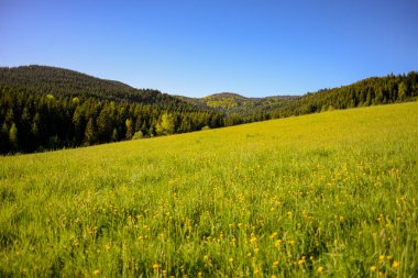 Gorce dağlarında bahar, Polonya