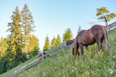 Atları Karpat Dağları'nda