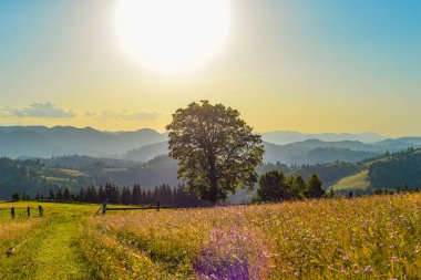 Ukrayna Karpatları 'nda yaz mevsimi
