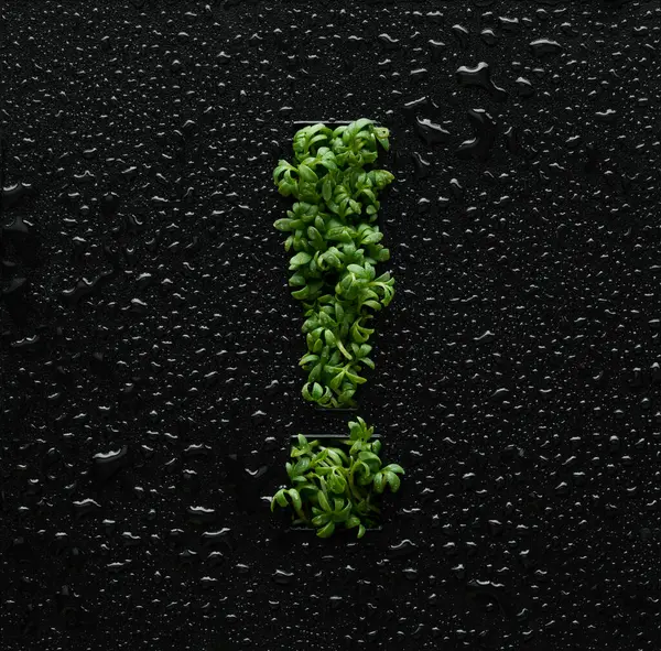 感叹号是由绿色的杜鹃幼芽在布满水滴的黑色背景上形成的 — 图库照片