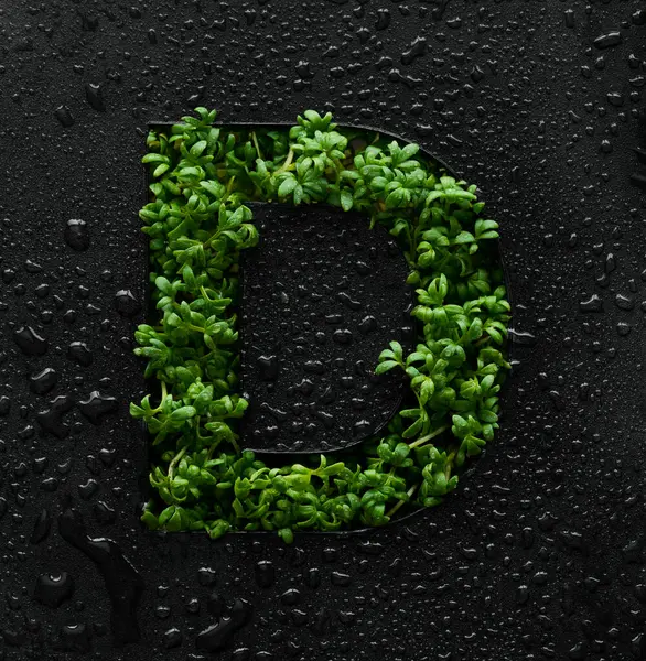 Capital letter is created from young green arugula sprouts on a black background covered with water drops.