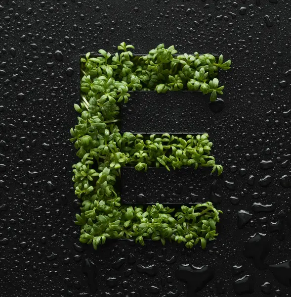 キャピタルレターは 水滴で覆われた黒い背景に若い緑色のアルグラの芽から作成されます — ストック写真