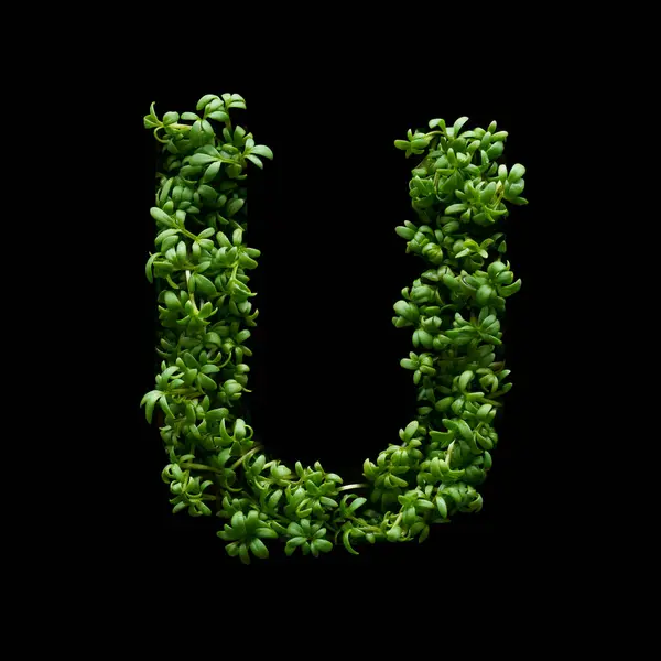 Заглавная Буква Сделана Зеленой Рукколы Черном Фоне Лицензионные Стоковые Фото