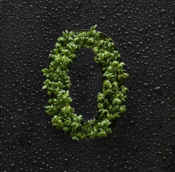 水滴で覆われた黒い背景に若い緑色のウルグラの芽から数が作成されます ストックフォト