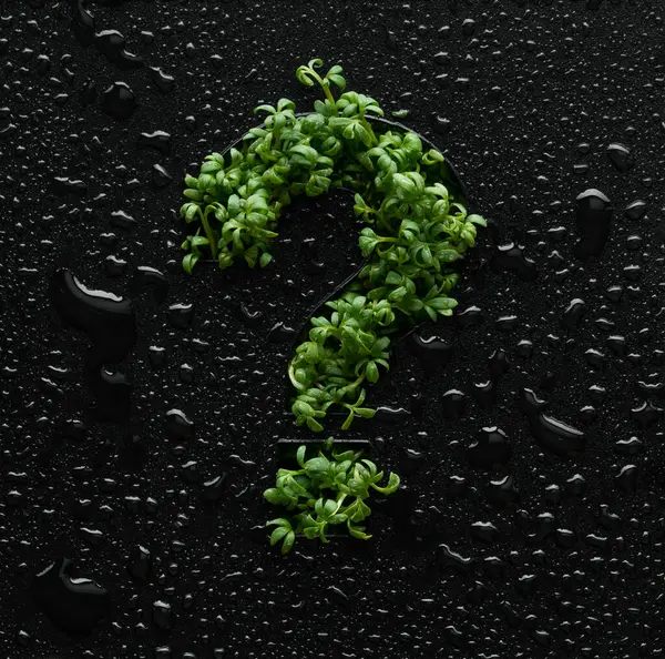 水滴で覆われた黒い背景に若い緑色のウルグラの芽から質問マークが作成されます ロイヤリティフリーのストック写真