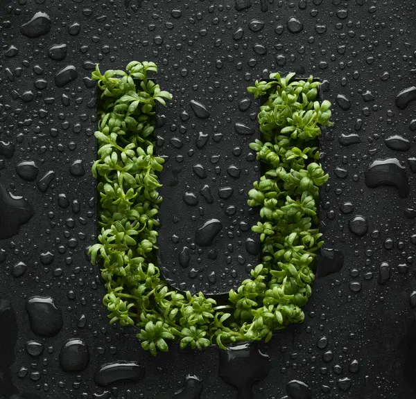 Capital Letter Created Young Green Arugula Sprouts Black Background Covered Stock Picture