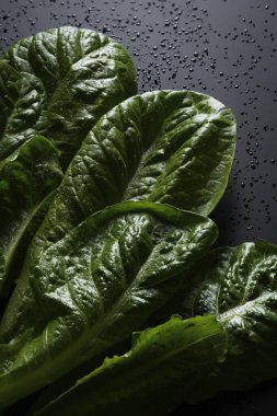 Genç ve taze marul yaprakları, soyut arka plan.