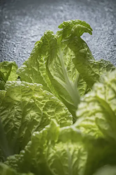 Young Lettuce Leaves Abstract Background Royalty Free Stock Images