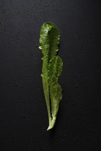 Young Fresh Lettuce Leaves Black Background Royalty Free Stock Photos