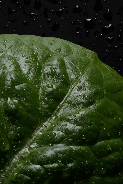 Junge Frische Salatblätter Auf Schwarzem Hintergrund Abstrakter Hintergrund Stockbild