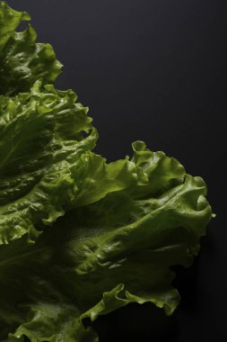 Siyah arka planda taze ve taze marul yaprakları..