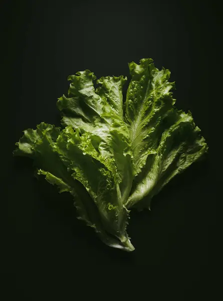 Young Fresh Lettuce Leaves Black Background Royalty Free Stock Images