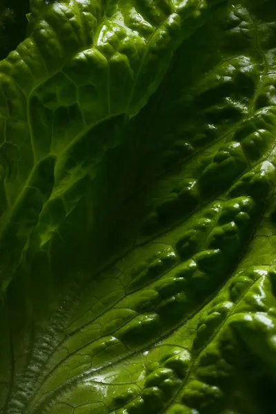 Hojas Lechuga Jóvenes Frescas Fondo Abstracto Imágenes De Stock Sin Royalties Gratis