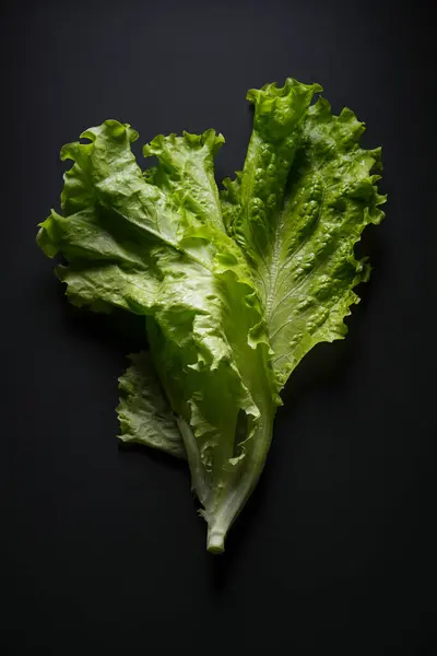 Young Fresh Lettuce Leaves Black Background Stock Photo