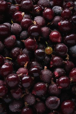 Olgun siyah üzümlerin makro fotoğrafları. Taze ve iştah açıcı meyveler. Fotoğraf mutfak projeleri, promosyon materyalleri ve tasarım için ideal..