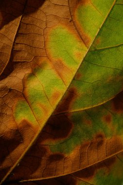 Yumuşak ışıkla aydınlatılmış, zıt dokulara ve doğal desenlere sahip kurumuş bir yaprağın detayları. Arka plan ya da doğa motifleri için mükemmel.