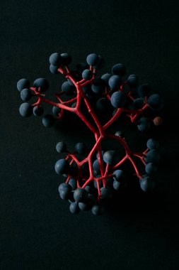 Karanlık arka plan, sulu üzüm salkımlarının altını çiziyor. Doğal motifleri süslemek için ideal.