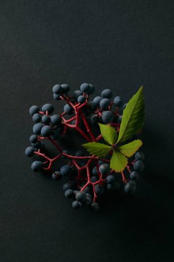 Karanlık arka plan, sulu üzüm salkımlarının altını çiziyor. Doğal motifleri süslemek için ideal.