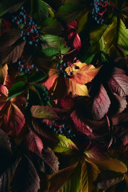 Böğürtlenli yabani üzüm yapraklarının arka planında yeşil, sarı ve bordo tonlarında zengin bir doku var. Fotoğraf arka plan veya mevsimlik projeler için idealdir.