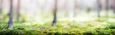 Forest bokeh nature background. Trees and plants panorama