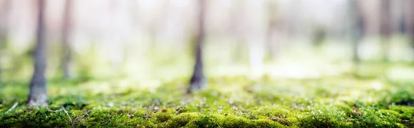 Forest Bokeh Nature Background Trees Plants Panorama — Stockfoto
