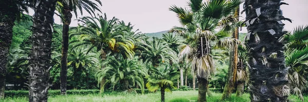 Palmas Jardim Botânico Verão Tropical Fundo Natural — Fotografia de Stock