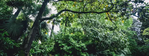 Park Palmiye Bitkiler Yeşil Yaşam Ekoloji Tropikal Arka Plan — Stok fotoğraf