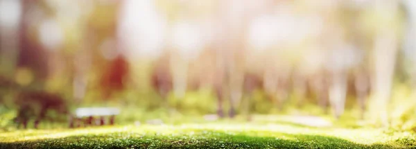 Gyönyörű Zöld Táj Panoráma Erdészeti Háttér — Stock Fotó