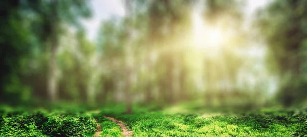 Güzel Park Arka Plan Bitki Ağaç Manzara — Stok fotoğraf