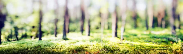 Spring Forest Bokeh Panorama Beautiful Green Landscape — Photo