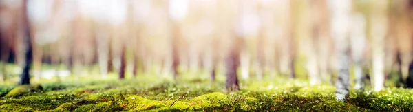 Bulanık Bahar Ormanı Manzarası Güzel Yeşil Manzara — Stok fotoğraf