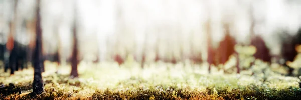 Prachtig Groen Landschap Panorama Bos Natuur Achtergrond — Stockfoto