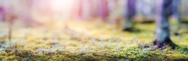 森のぼかしパノラマ 美しい緑の風景自然背景 — ストック写真