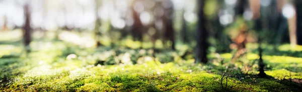 Пятно Весенний Лес Панорама Красивый Зеленый Пейзаж — стоковое фото