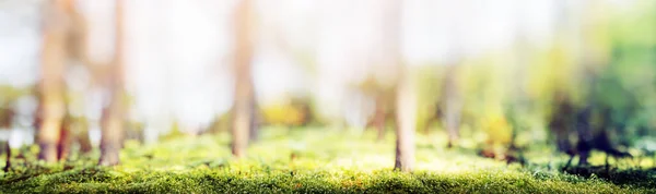 Waas Voorjaar Bos Panorama Mooi Groen Landschap — Stockfoto