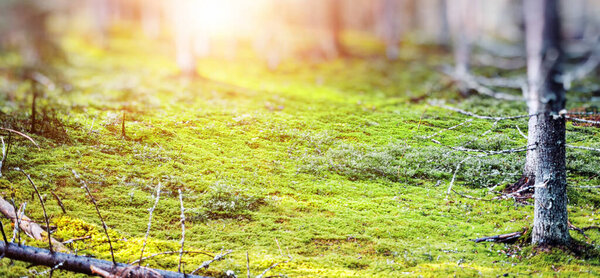 Forest blur panorama. Beautiful green landscape nature background