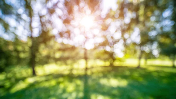 stock image Park sunrise background. Summer abstract blur nature