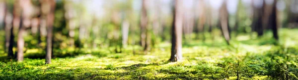 Wald Verschwimmt Panorama Schöner Hintergrund Bäume Und Pflanzen — Stockfoto