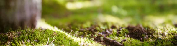 Bokeh Erdőben Gyönyörű Zöld Életlenítés Háttér — Stock Fotó