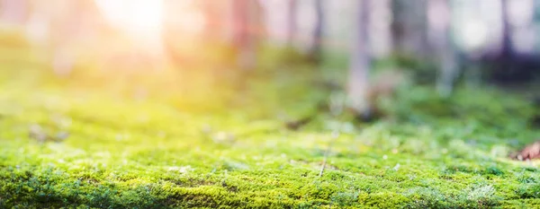Zöld Erdő Bokeh Panoráma Gyönyörű Táj Természet Háttér — Stock Fotó
