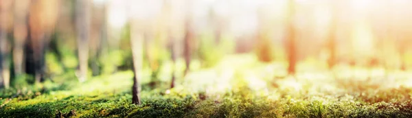 Spring Forest Bokeh Panorama Beautiful Green Landscape — 图库照片