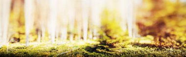 Green forest bokeh panorama beautiful landscape nature background