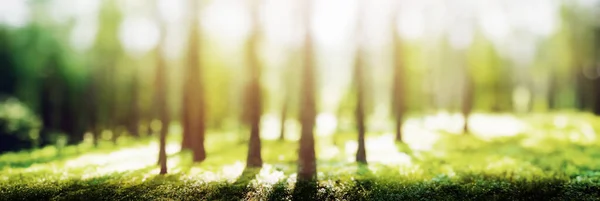 Güzel Yeşil Manzara Manzarası Orman Doğası Geçmişi — Stok fotoğraf