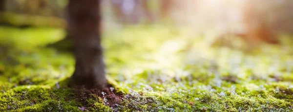 Forest Bokeh Panoráma Gyönyörű Zöld Táj — Stock Fotó